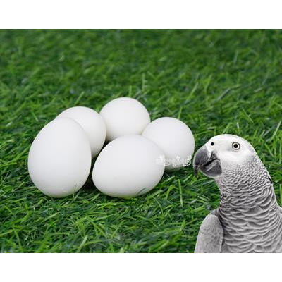 Artificial egg, Help problem of bird death before growing for African Grey (10 piece)