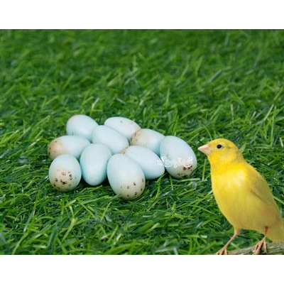 Artificial egg, Help problem of bird death before growing for Canary bird (10 piece)